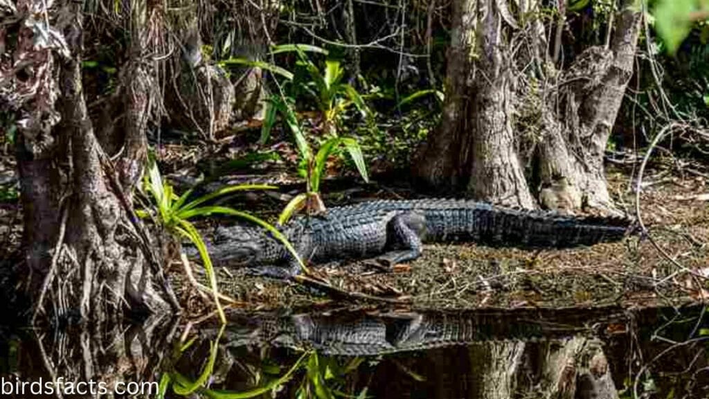 What Do Alligators Eat  Forest Wildlife