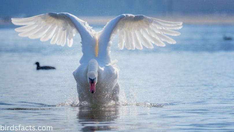 What age can swans fly at?