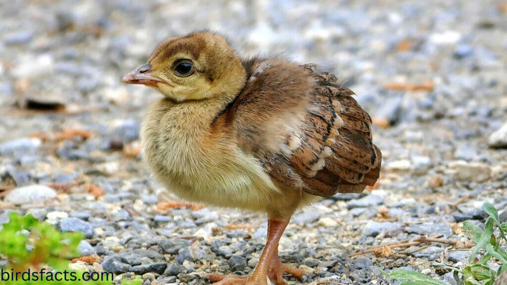 What do baby peacocks need