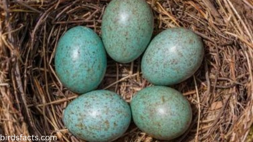 What do blackbird eggs look like?