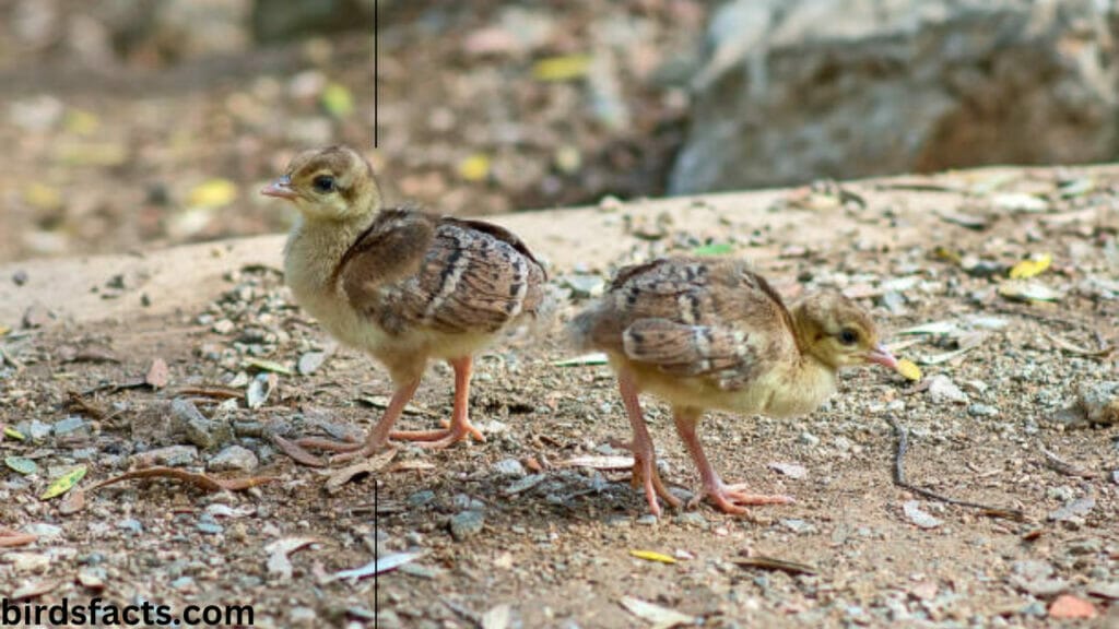 What does a baby peacock look like?