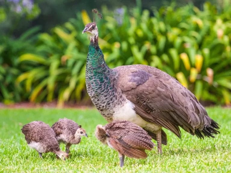 baby peacocks