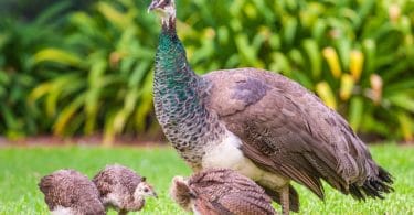 baby peacocks