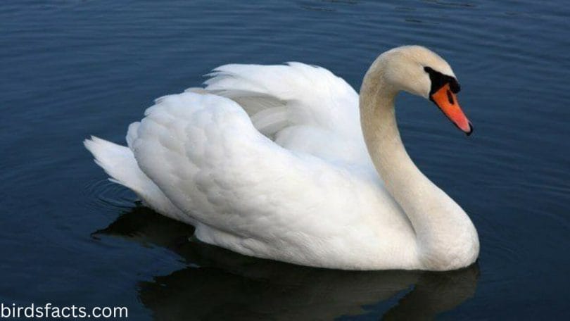 What is special about swans?