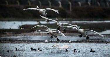 What is the mechanism behind swan flight