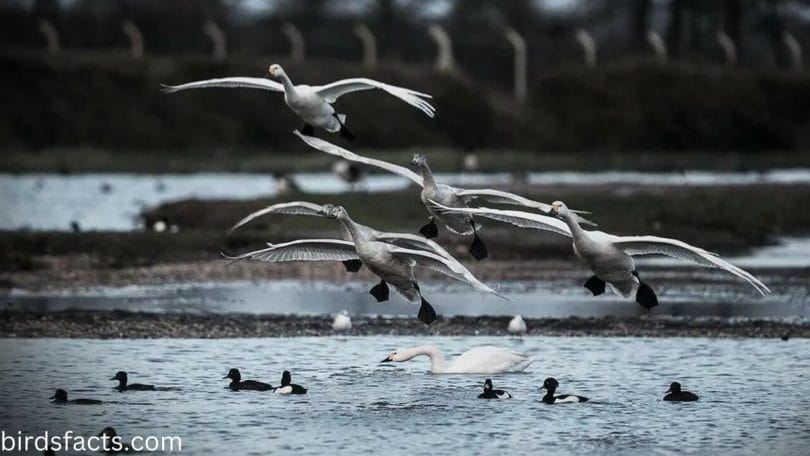 What is the mechanism behind swan flight?