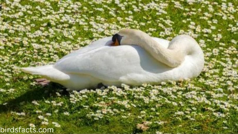 Where do swans sleep at night?