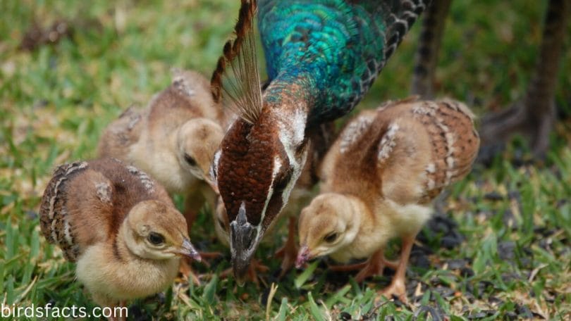 How long does a baby peacock stay with its mother?