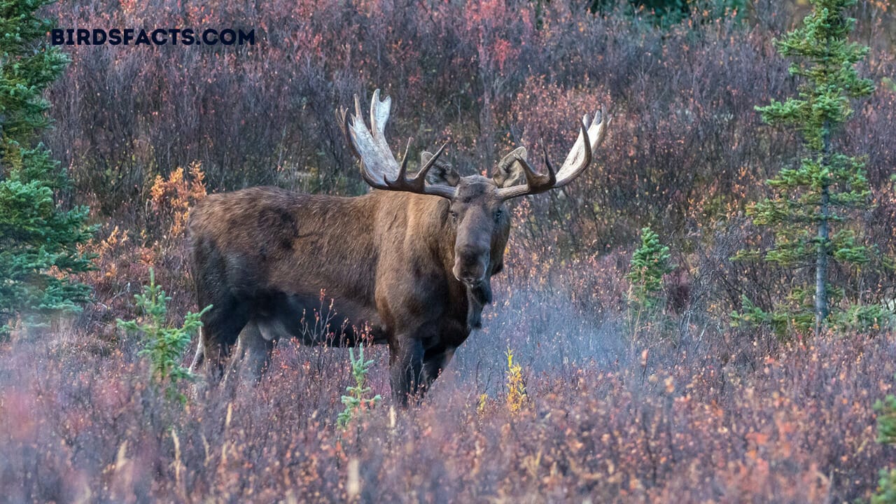 moose size vs human