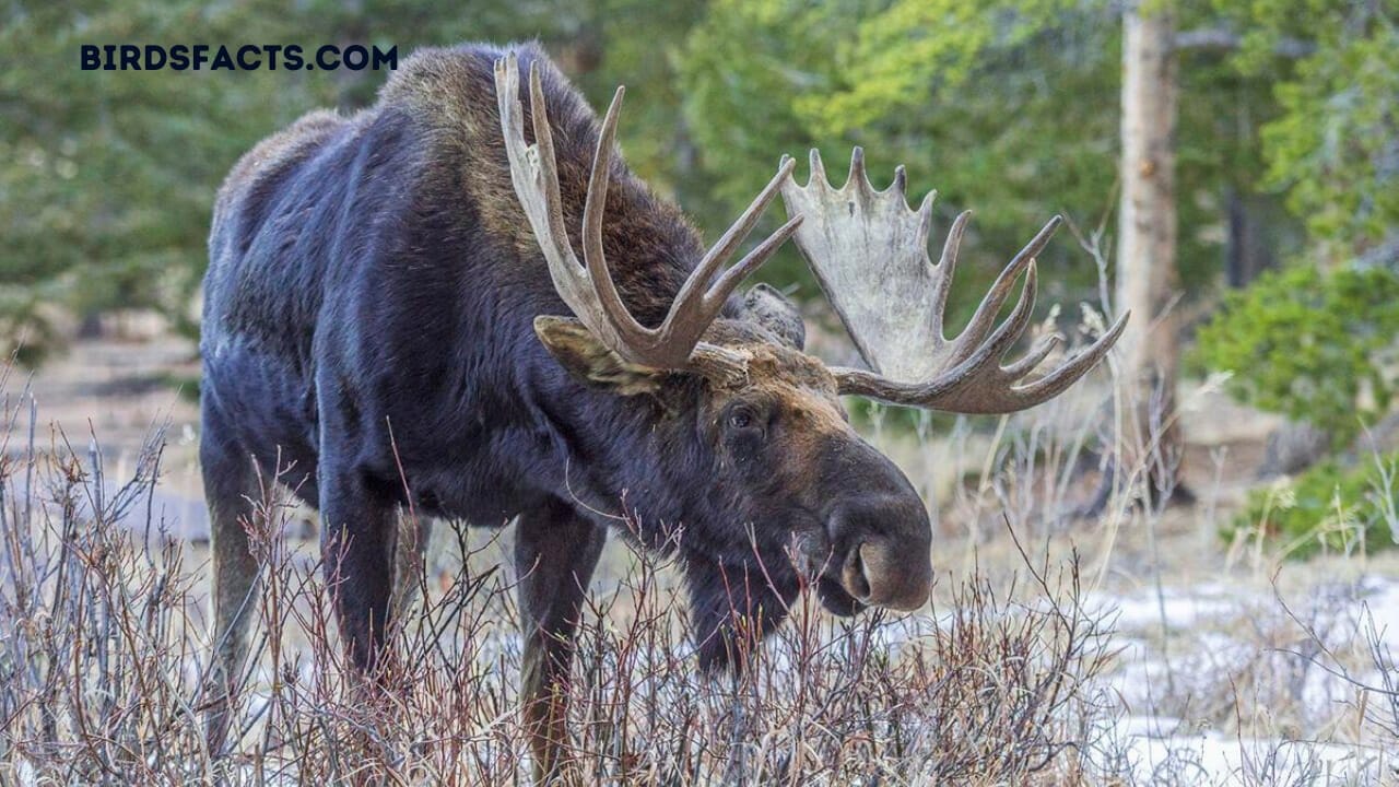 size of a moose compared to a human