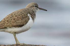sandpiper family birds crossword
