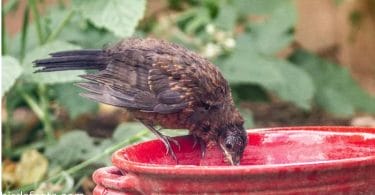 what do baby blackbirds eat and drink