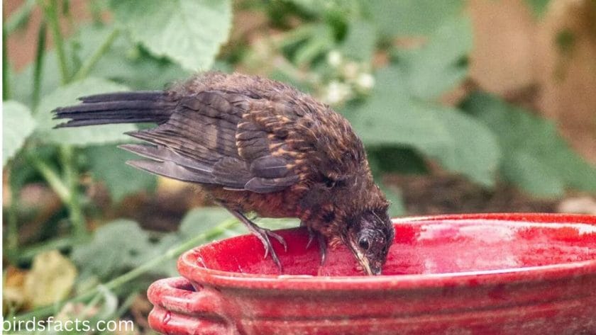 what do baby blackbirds eat and drink