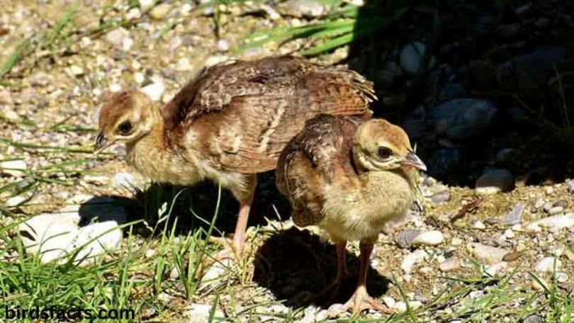 baby peacock