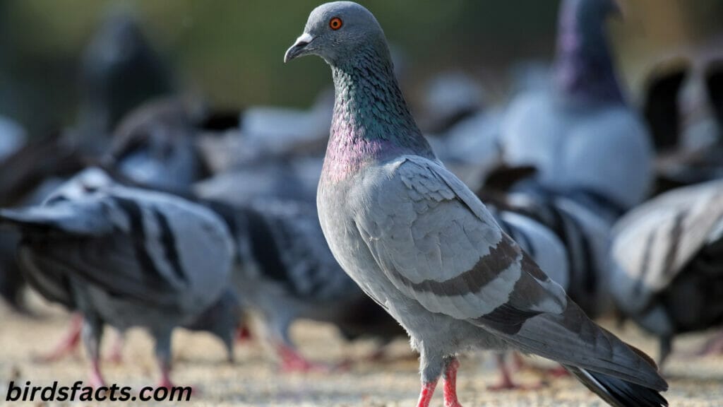 How Long Do Pigeons Live