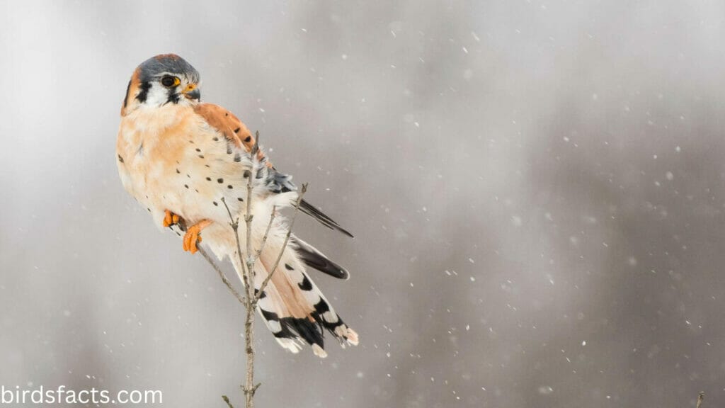 American Kestrel