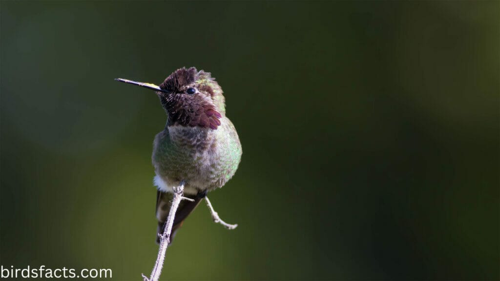Anna's hummingbird Anna's hummingbird