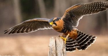 These 6 Types Of Falcons In California Are The Ones You Should Watch Out For
