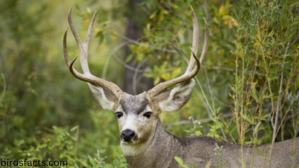 BLACK-TAILED DEER