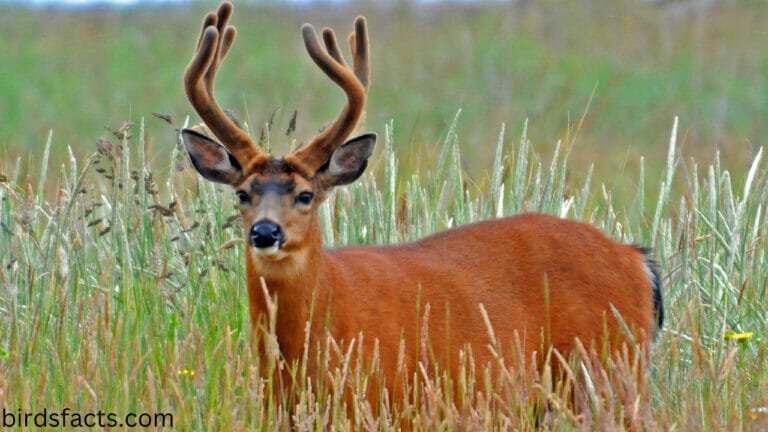 BLACK-TAILED DEER FACTS