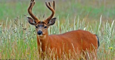 BLACK-TAILED DEER FACTS