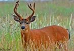 BLACK-TAILED DEER FACTS