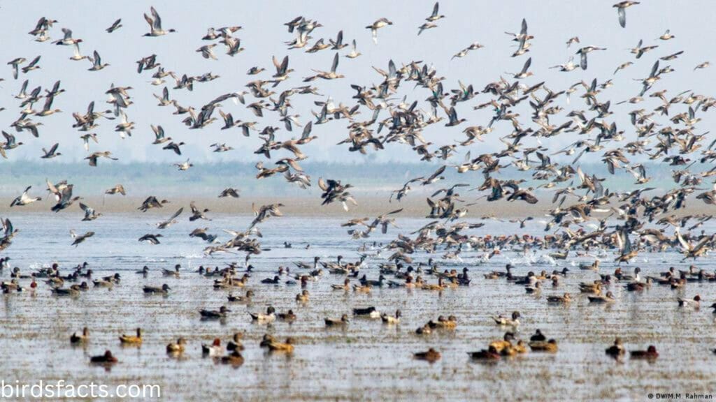 what bird are you quiz Bird Migration