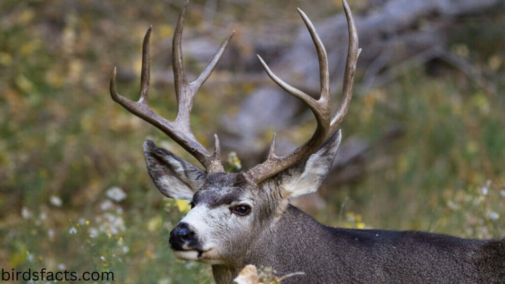 Black-Tailed Deer Antlers