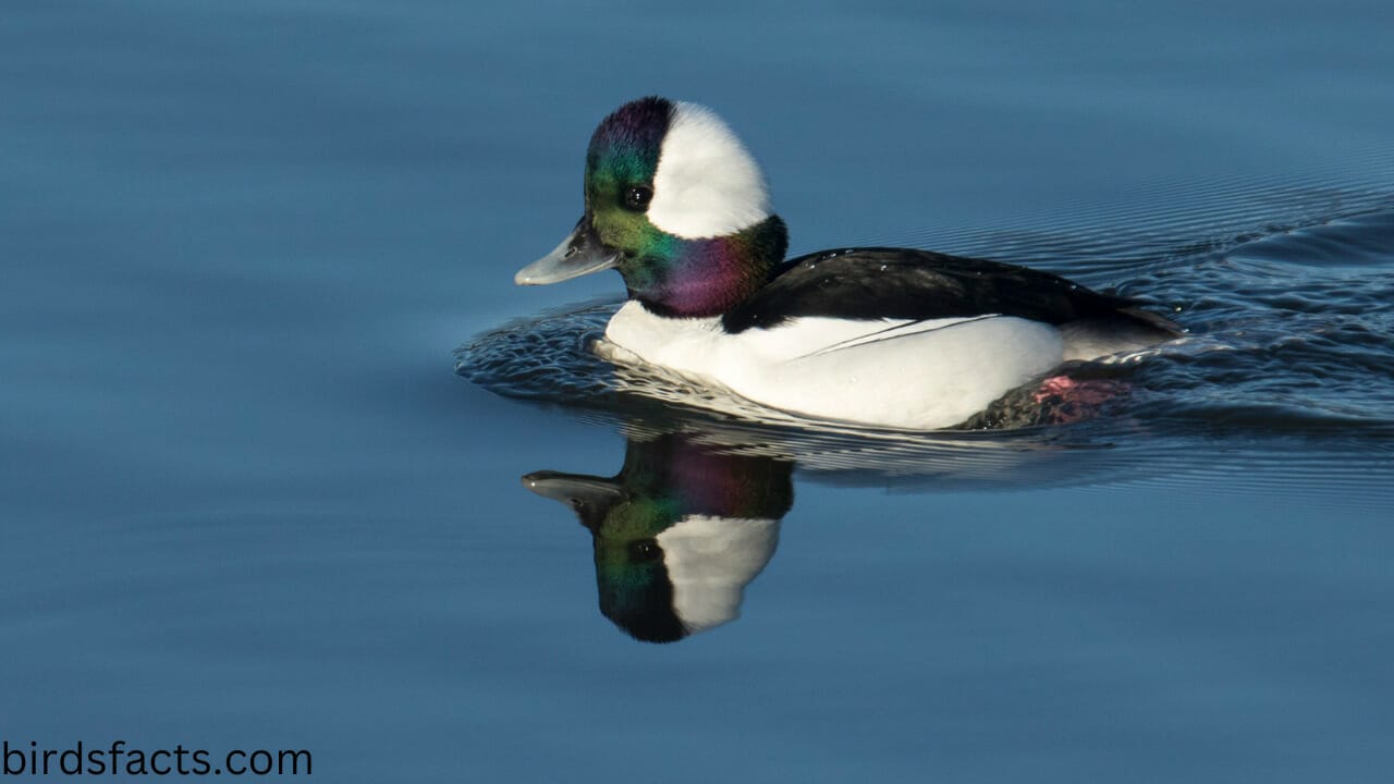 black and white ducks breeds