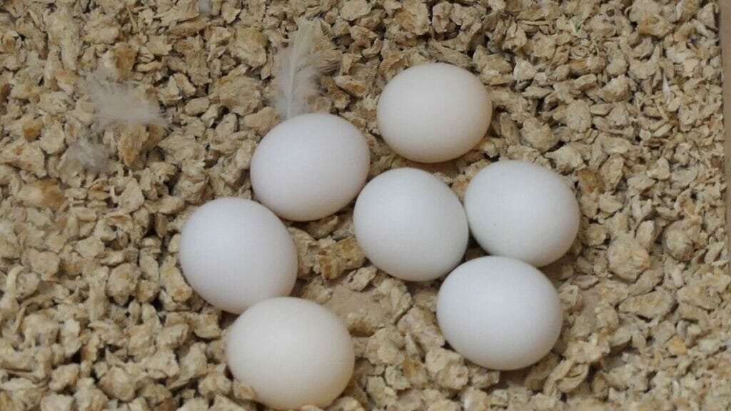 how do birds attract mates Can birds lay eggs without mating?