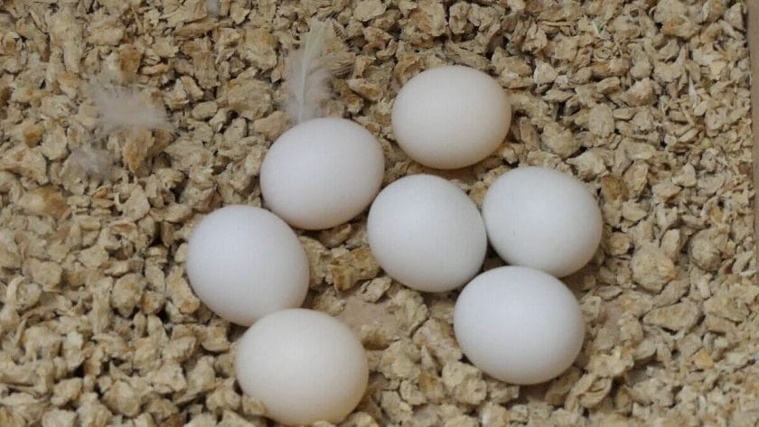 Can birds lay eggs without mating?