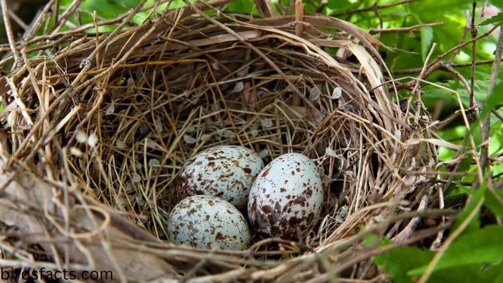 how do humming birds mate Do all birds lay eggs?