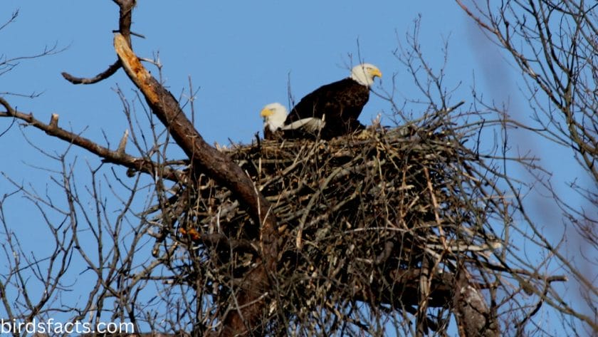 Do female bald eagles have whiteheads?