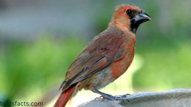 Do juvenile Cardinals have black beaks?