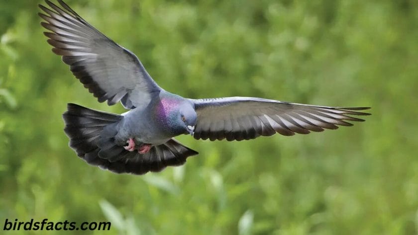 Do pigeons remember humans?