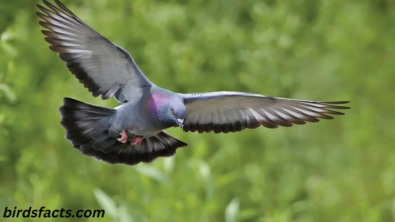 How Long Do Pigeons Live?