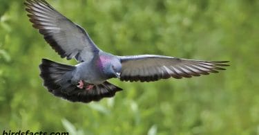 How Long Do Pigeons Live?