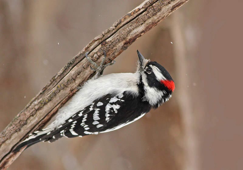 Downy Woodpecker