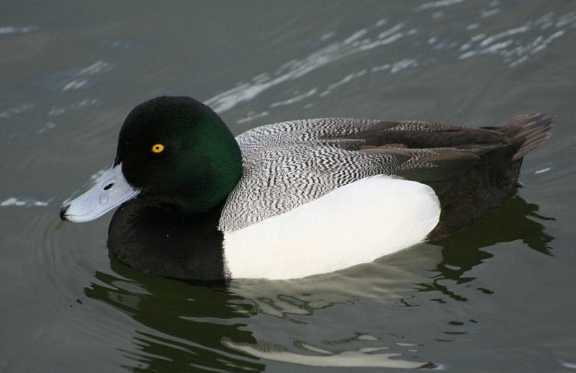 Greater scaup
