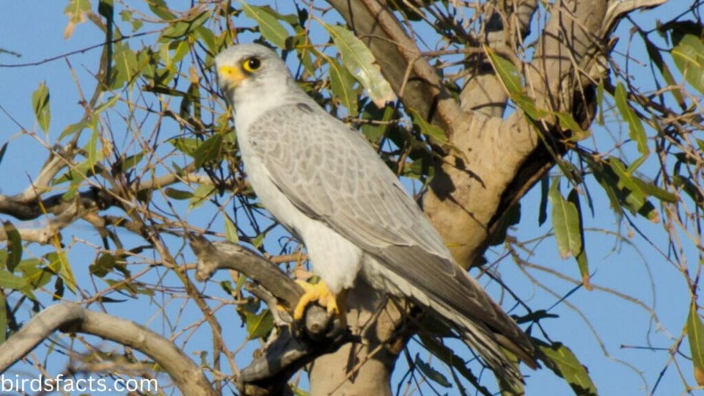 Grey Falcon