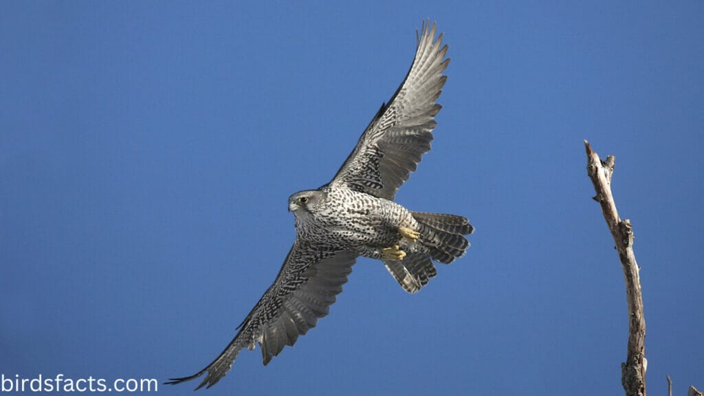 Gyrfalcon