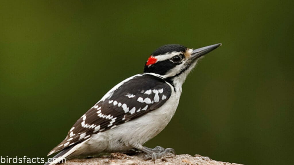 Hairy Woodpecker