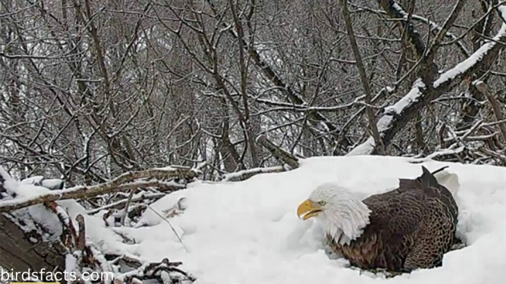 How Often Do Female Bald Eagles Lay Eggs?