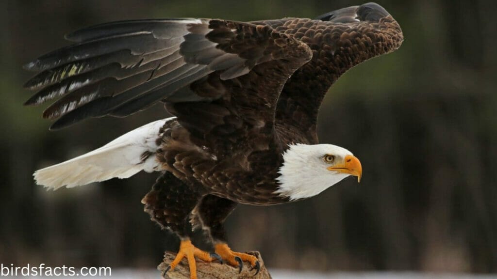 How Old Do Female Bald Eagles Get?