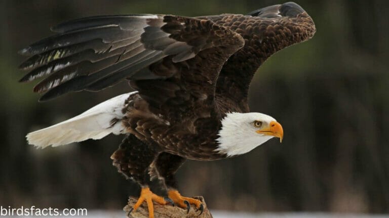 The Facts You Probably Didn't Know About The Female Bald Eagle