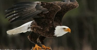 The Facts You Probably Didn't Know About The Female Bald Eagle