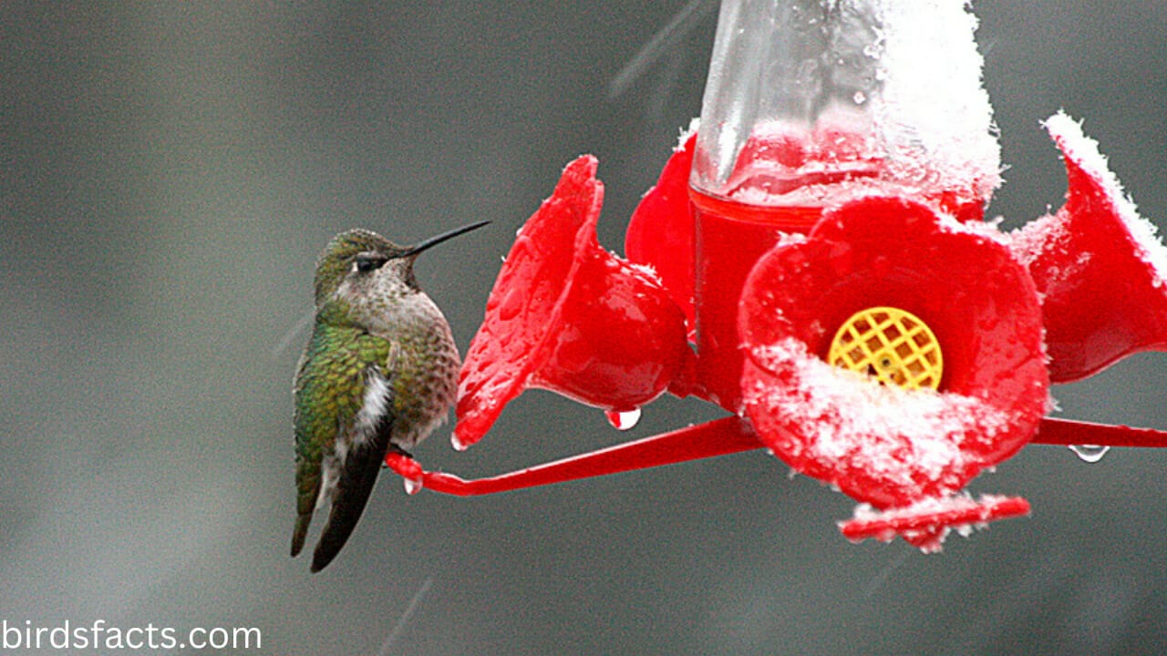 Where Do HummingBirds Go In The Winter