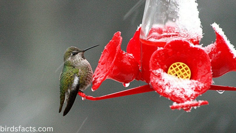 How To Help Hummingbirds In The Winter