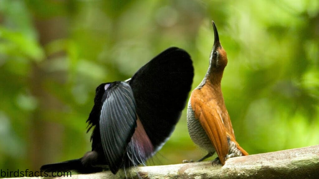 how do birds mate images How do birds attract mates?