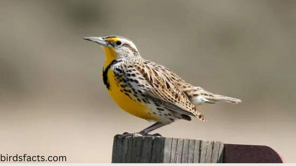 How do these birds behave?